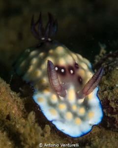 Goniobranchus hintuanensis nudibranch . Photo is dirty be... by Antonio Venturelli 